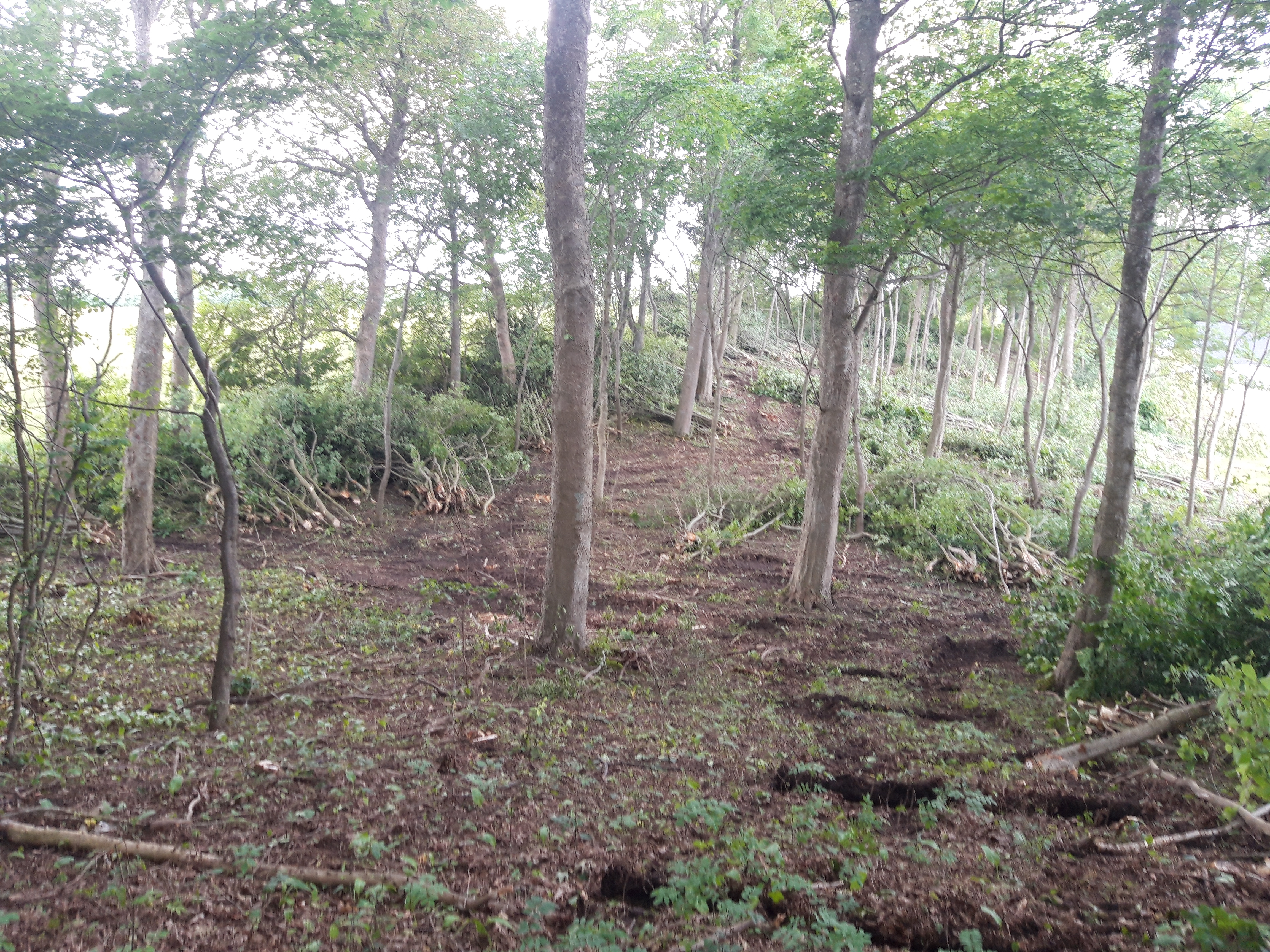 Eksempel på rydning af underskov i løvskov udført med gravemaskine monteret med energiklipper